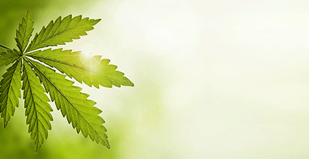 CANNASPORT - #cannavolution